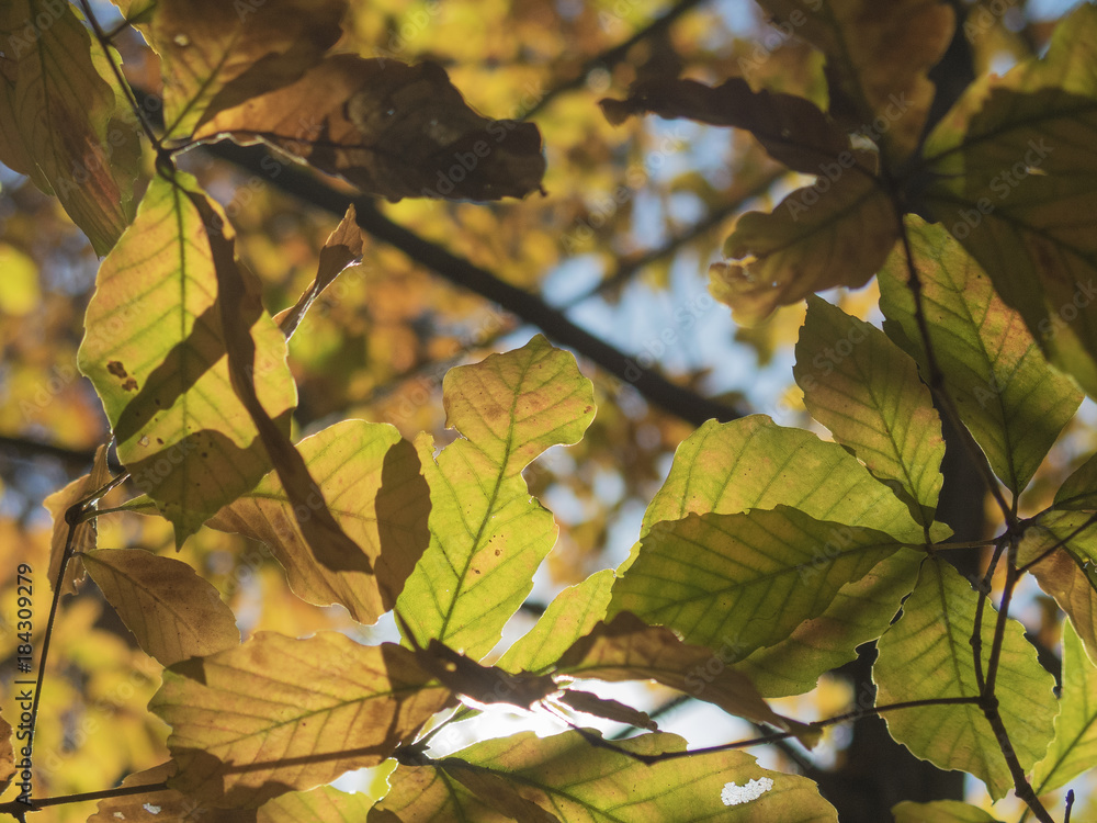 Fototapeta premium 秋の落葉樹の葉