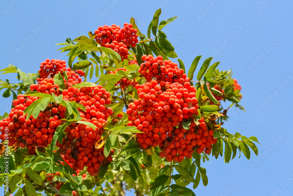 Rowan berries, Mountain ash (Sorbus) tree with ripe berry Rowan berries, Mountain ash (Sorbus) tree with ripe berry