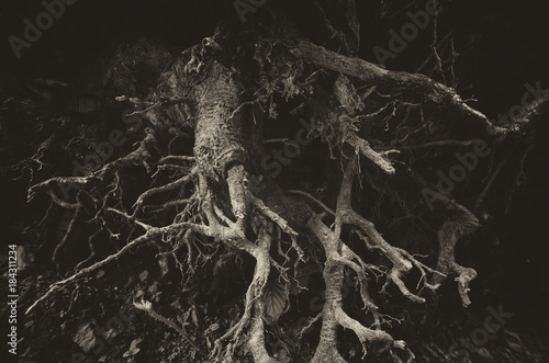 Fotobehang dark tree roots background