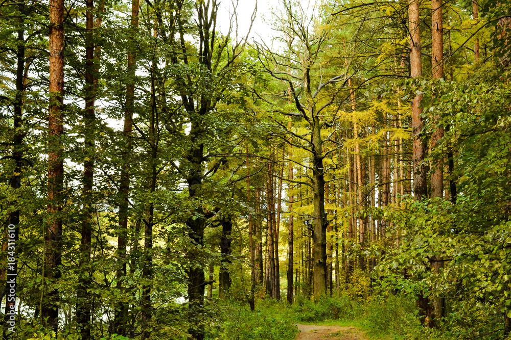 Naklejka premium Forest landscape. High pine and deciduous trees after the rain. Russia