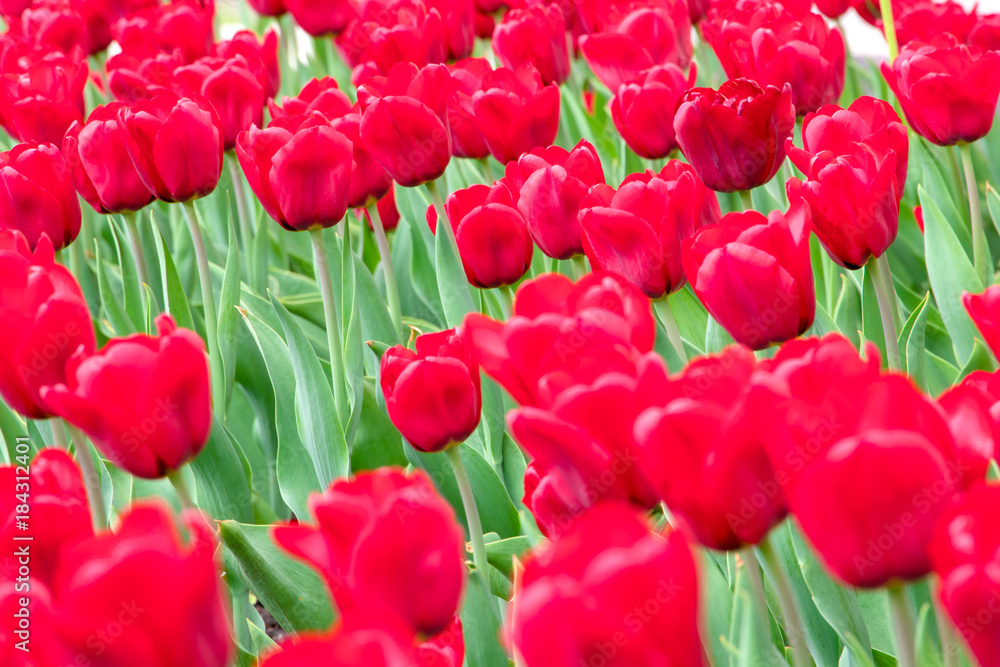 Close up red tulips in the garden. Close up red tulips in the garden.