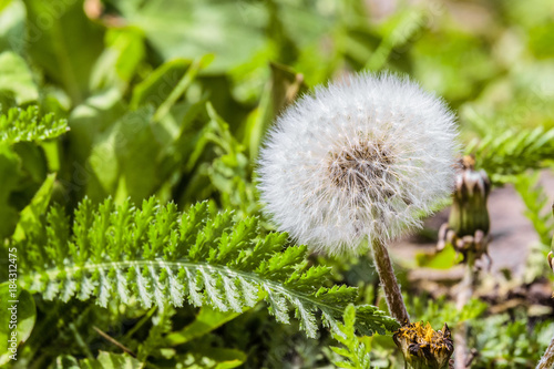 Fototapeta Naklejka Na Ścianę i Meble -  Beautiful white fluffy dandelion flower on a background of greenery of plants