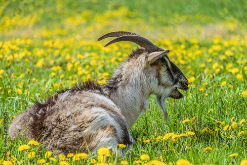 Horned goat lying on a dandelion meadow. Farm animal husbandry.
