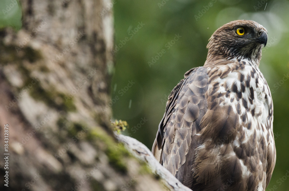 A Serpent Eagle on a Lookout A Serpent Eagle on a Lookout