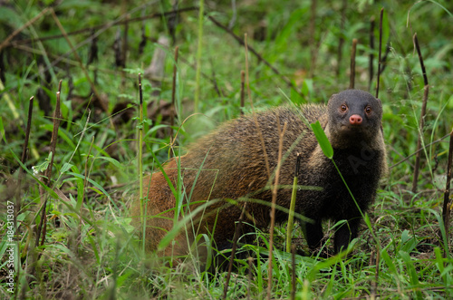 A Stripped Neck Mongoose