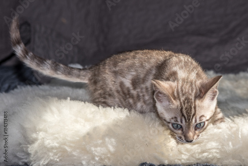 bengalkitten beim spielen photo