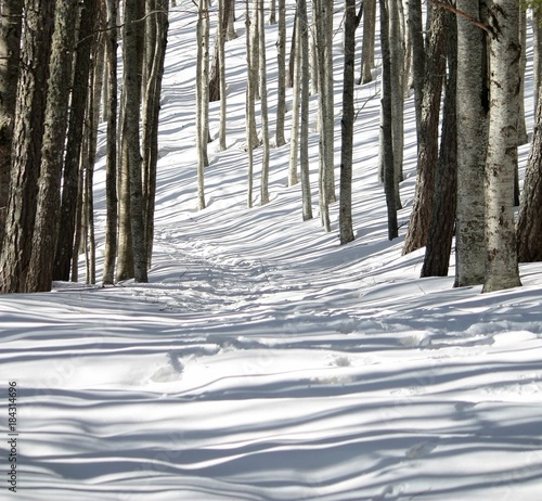 'a spasso nel bosco' photo