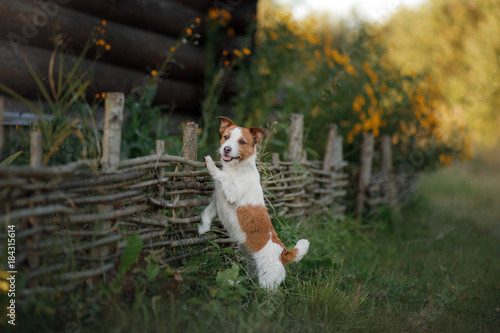 Dog Jack Russell Terrier at the wooden fence in the garden