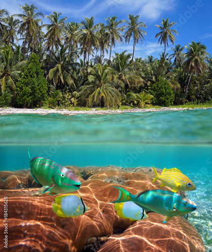 Above and below sea surface at the edge of a tropical beach with coconut palm trees and colorful fish with coral underwater