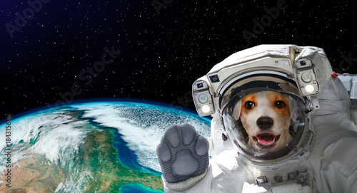 Fototapeta Naklejka Na Ścianę i Meble -  Portrait of a pretty dog astronaut in space on background of the globe. Elements of this image furnished by NASA.