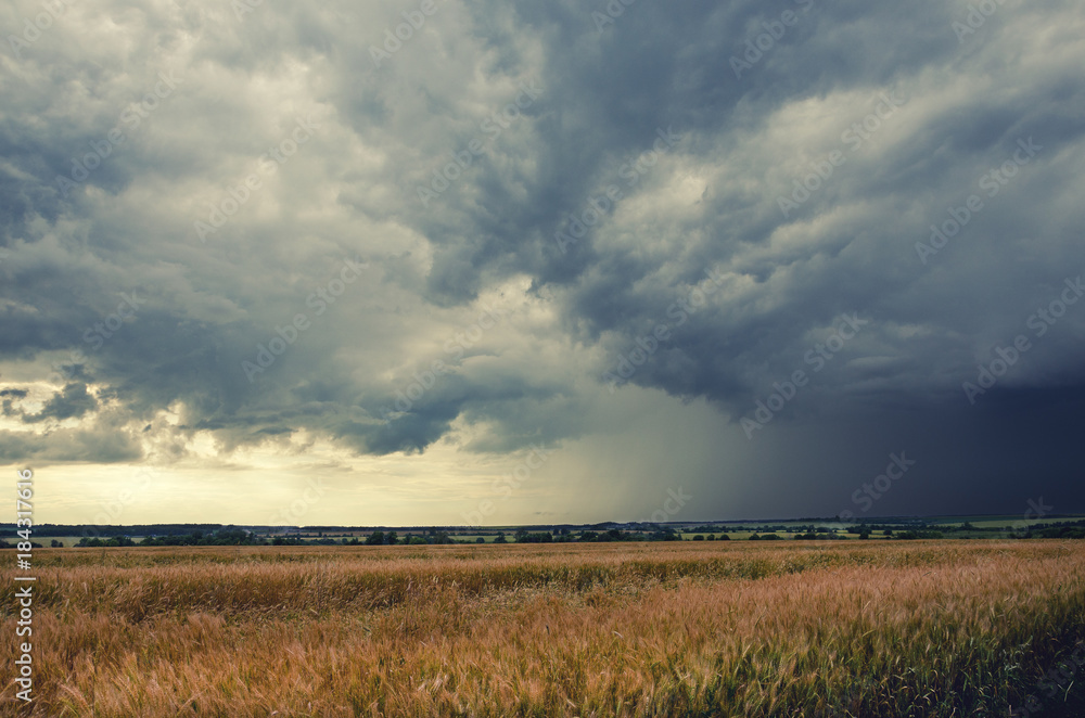 Cloudy summer landscape.Field of ripe wheat.Dark storm clouds in dramatic sky.Minutes before the heavy rain. Cloudy summer landscape.Field of ripe wheat.Dark storm clouds in dramatic sky.Minutes before the heavy rain.