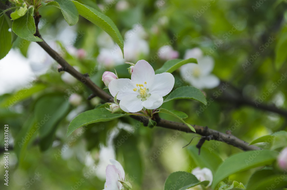flowering fruit blossom
