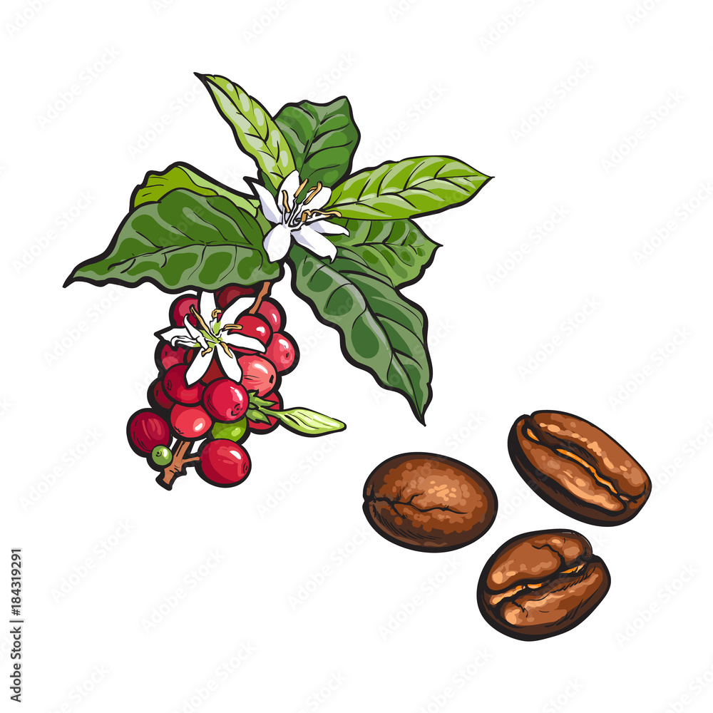 Coffee Tree Illustration