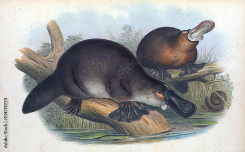 Illustration of a platypus