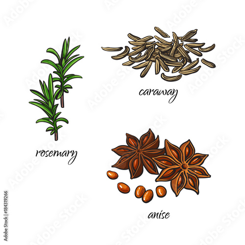 vector flat cartoon sketch hand drawn Spices, seasoning, flavorings and kitchen herbs set. Rosemary leaves with stem, caraway seeds and star anise . Isolated illustration on a white background