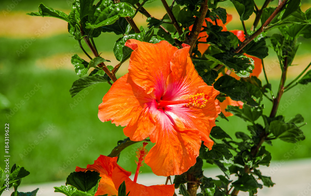 Close up of beautiful orange flower located in the park of new boulevar in mainstreet in Amazonas avenue in the city of Quito Close up of beautiful orange flower located in the park of new boulevar in mainstreet in Amazonas avenue in the city of Quito