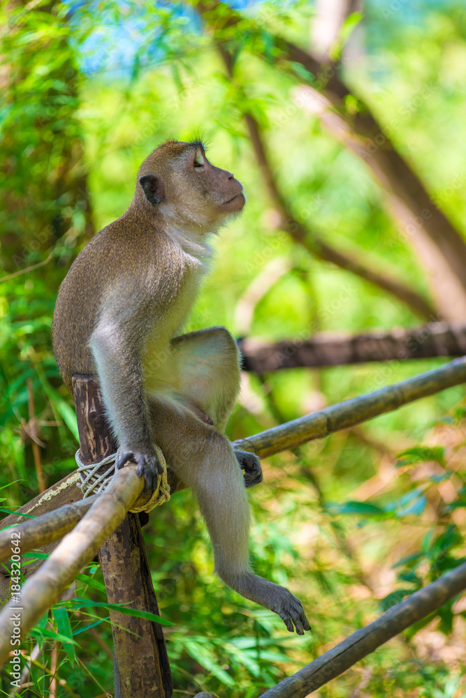 Obraz premium a pensive lonely monkey sits on a fence in the shade of a tree