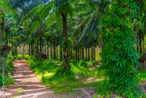 thickets of coconut trees on a farm in Thailand