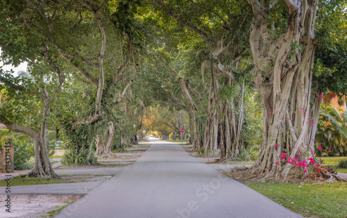 Banyan Trees