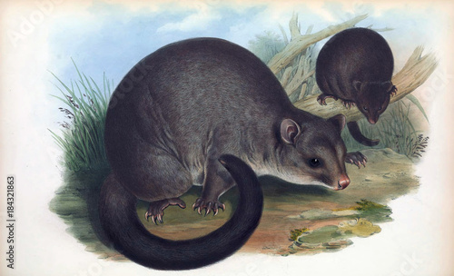 The mammals of Australia. Cuscus photo