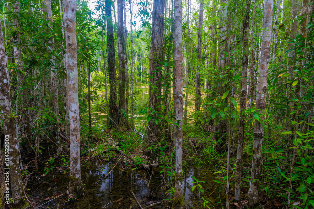 Obraz premium swamp in the impenetrable tropical jungle of Krabi, Thailand