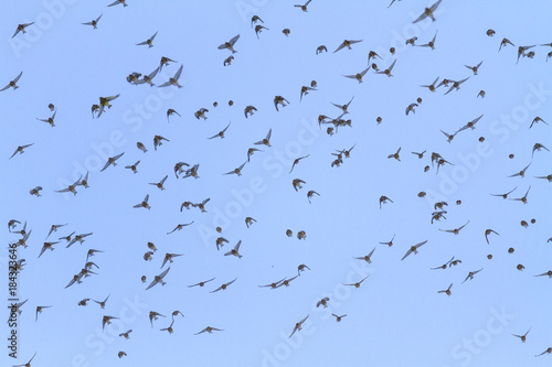 flock of birds with open wings in the sky