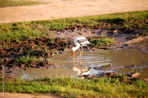 Ein Buntstorch fischt in einem Tümpel im Nationalpark Yala auf der tropischen Insel Sri Lanka im Indischen Ozean bei einer Jeep Safari Tour photo