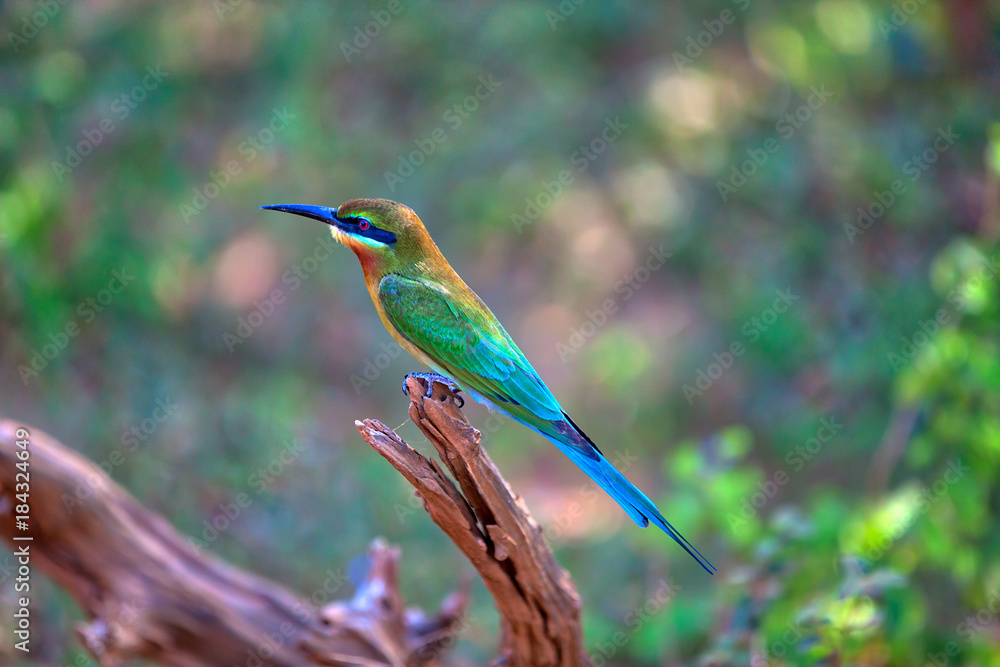 Obraz premium Ein exotischer Vogel sitzt auf einem Ast im Nationalpark Yala auf der tropischen Insel Sri Lanka im Indischen Ozean bei einer Jeep Safari Tour