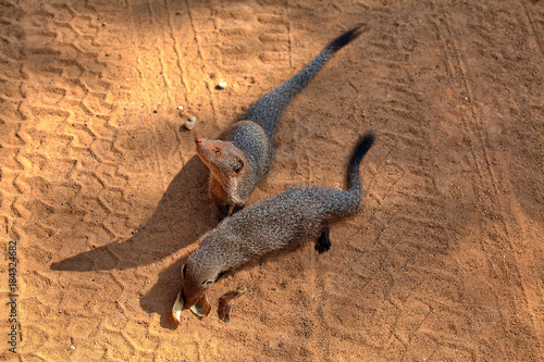 Foto Indische Graue Mungos im Nationalpark Yala auf der tropischen Insel Sri Lanka im