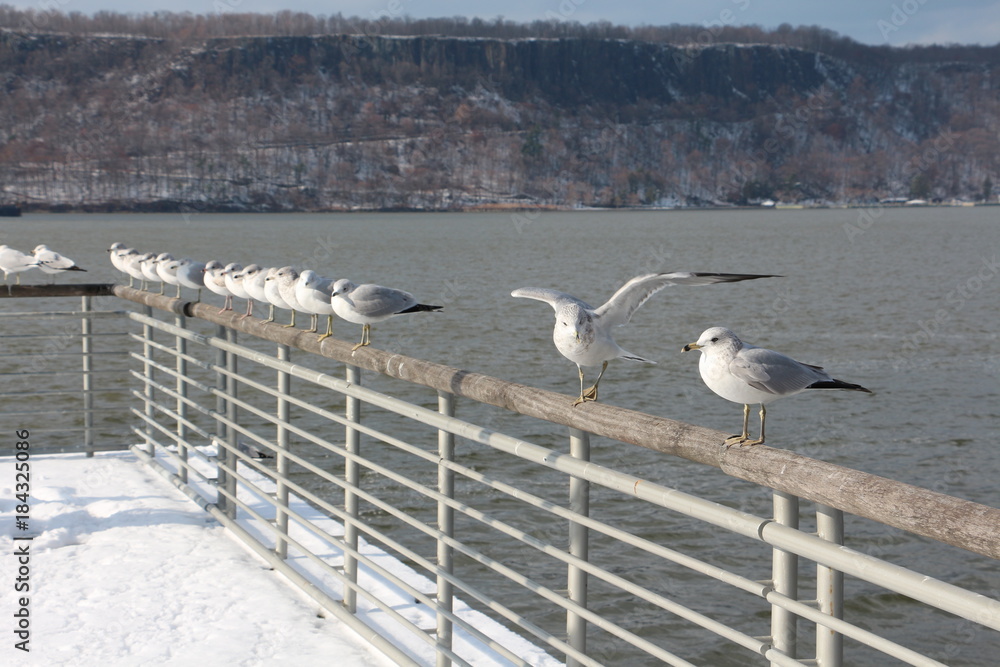 seagull in fence during winter