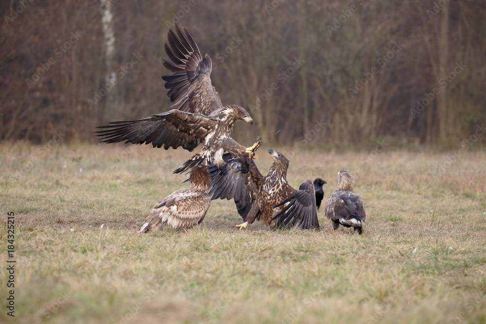 Fototapeta premium White-tailed sea-eagle, Haliaeetus albicilla