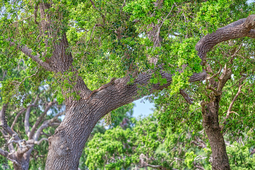 Fototapeta premium Ein kleiner Landwaran liegt auf einem Baum im Nationalpark Yala auf der tropischen Insel Sri Lanka im Indischen Ozean bei einer Jeep Safari Tour