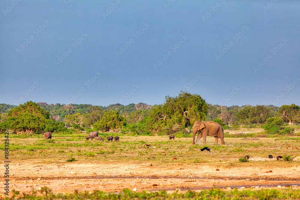 Elefanten, Pfaue, Rinder, Wildschweine tummeln sich wie im Garten Eden im im Nationalpark Yala auf der tropischen Insel Sri Lanka im Indischen Ozean bei einer Jeep Safari Tour Elefanten, Pfaue, Rinder, Wildschweine tummeln sich wie im Garten Eden im im Nationalpark Yala auf der tropischen Insel Sri Lanka im Indischen Ozean bei einer Jeep Safari Tour