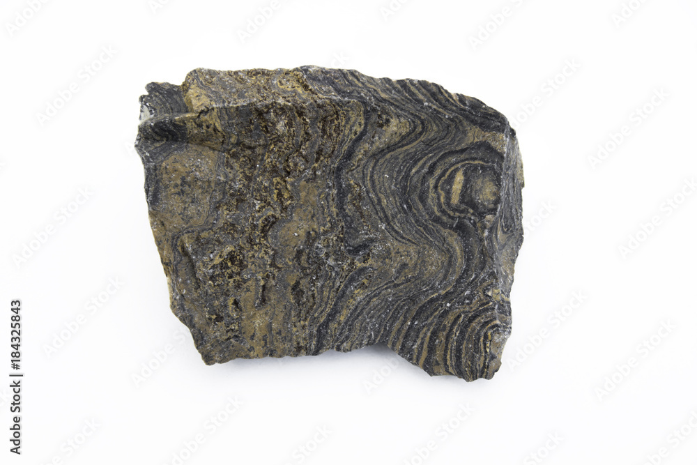 stromatolite mineral isolated over white