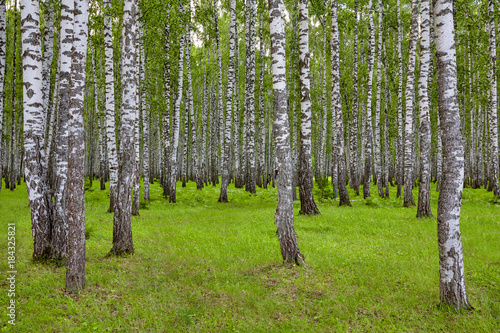 Fototapeta Naklejka Na Ścianę i Meble -  Beautiful scenery with white birches. Birches in bright sunlight. Birch grove in the summer. Birch trunks with white bark. Tops of birch against the sky. Sunny highlight.