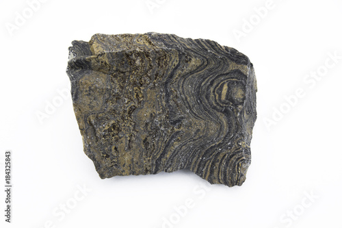 stromatolite mineral isolated over white photo