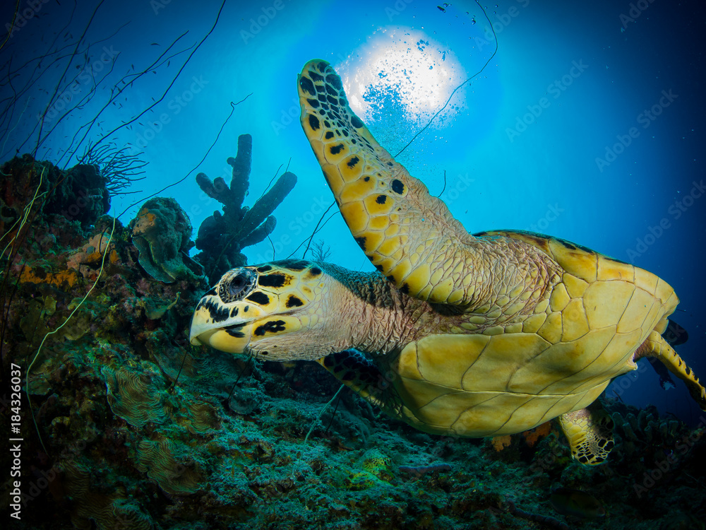 Schildkröte Curacao - obrazy, fototapety, plakaty 