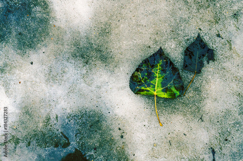 fallen leaf in a duty ice on the street. winter background photo