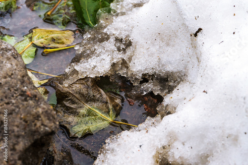 autumn fallen leaf in a puddle with snow and ice. winter background photo