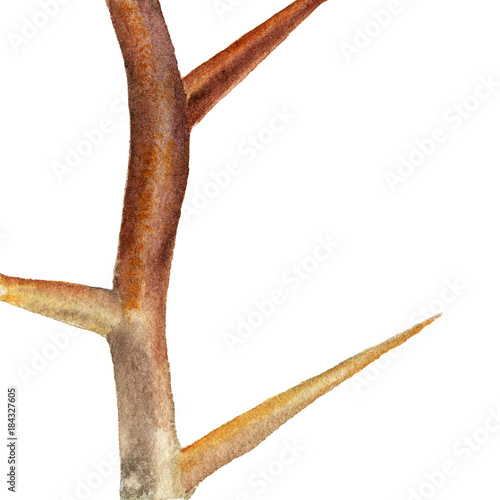 Acacia twig with thorns art illustration isolated on white. photo