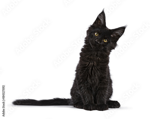 Foto Black Maine Coon cat kitten sitting isolated on white facing camera with tilted