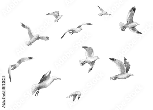 Watercolor Flying Seagulls