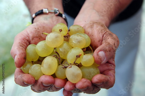 Slika na platnu saveurs et terroirs