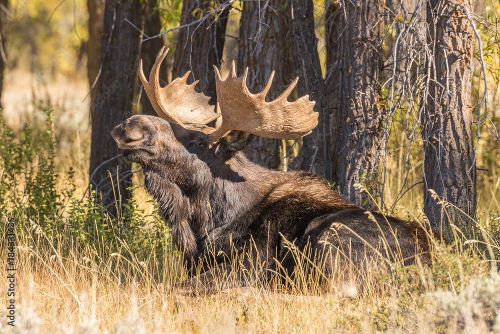 Fototapeta premium Bull Shiras Moose Bedded in the Fall Rut