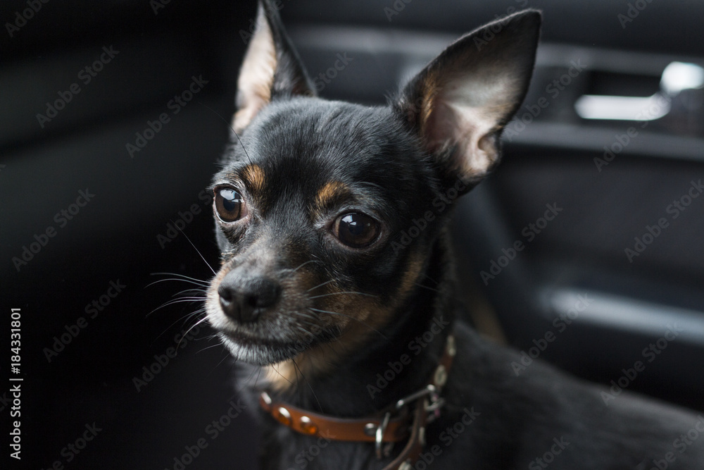 A dog's sad look. Dwarf pinscher in a collar inside a car on a dark background.