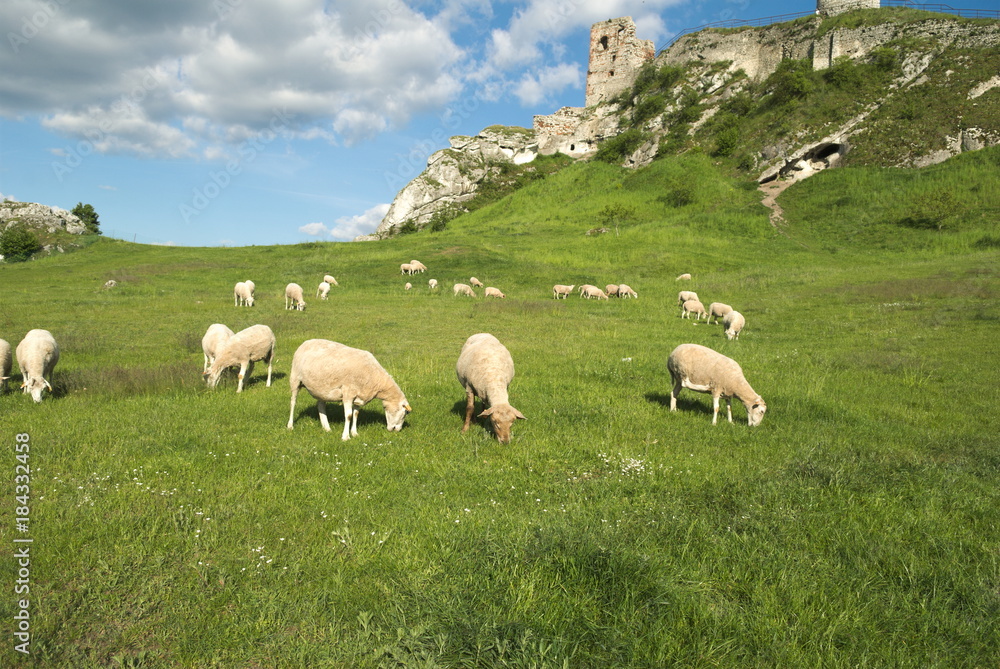 Fototapeta premium zamek