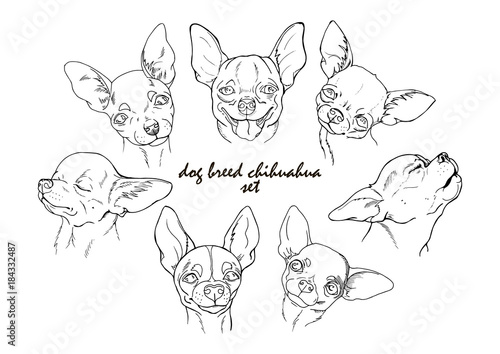 dog breed chihuahua set