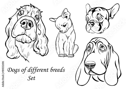 portraits of dogs of different breeds, black and white graphic vector illustration photo