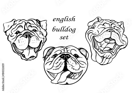 portraits of english bulldog dogs, black and white graphic vector illustration