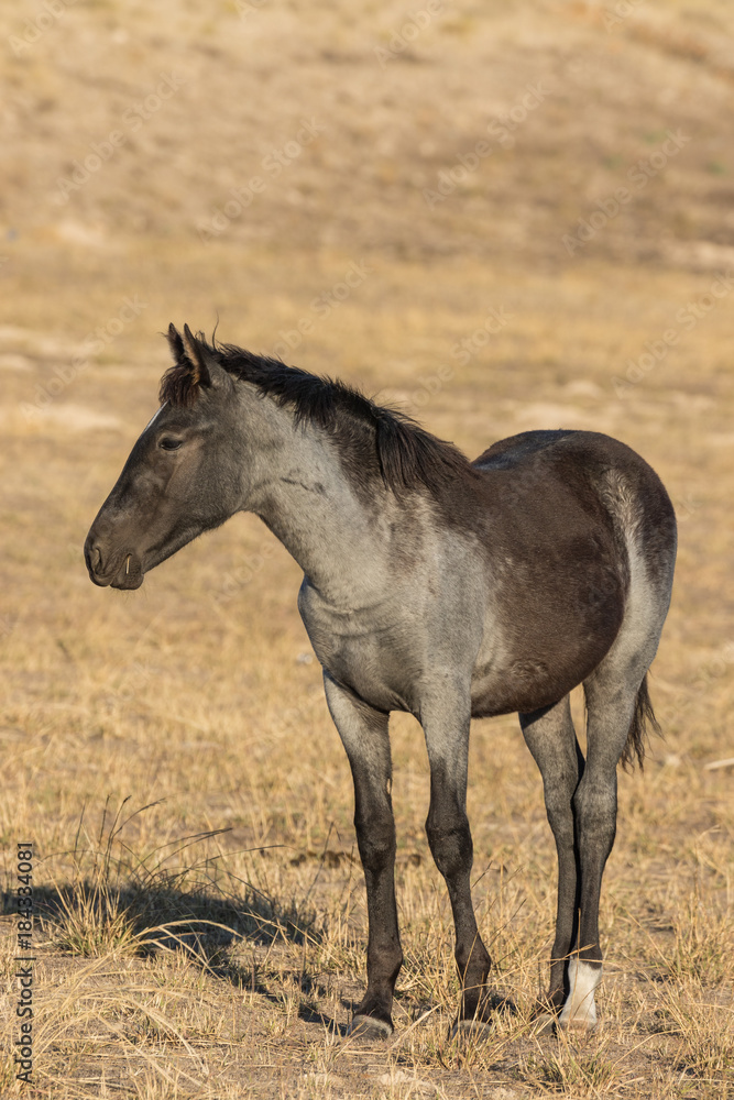 Young Wild Horse in the Utah Desert